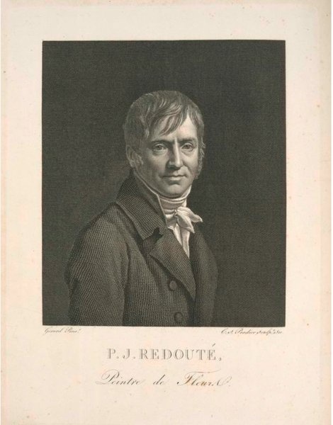 'Redouté, Pierre-Joseph'  photo