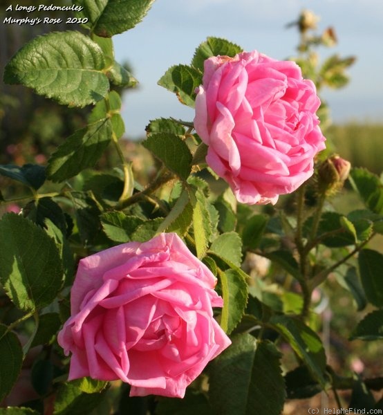 'À Longs Pédoncules (moss, Robert 1854)' rose photo