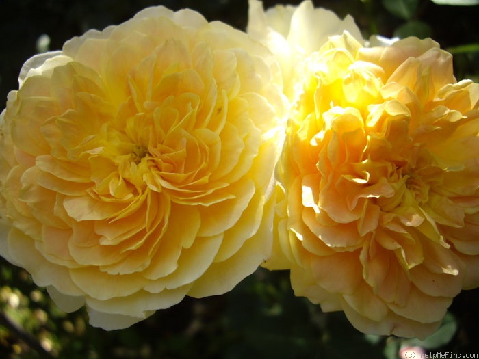 'Molineux' rose, click to enlarge 'Molineux' rose photo