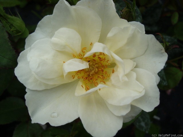 'Autumn Delight' rose photo