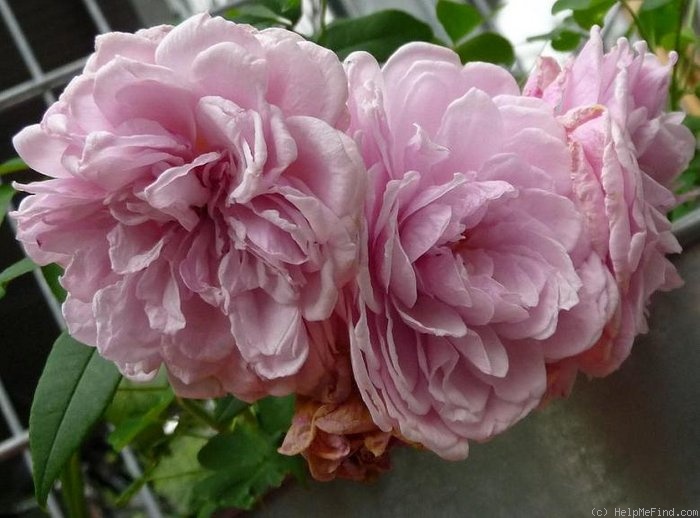 'Annie Laurie McDowell' rose photo