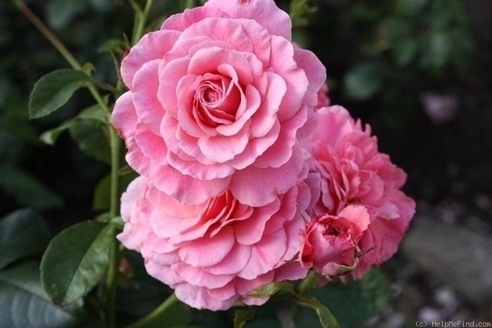 'Tickled Pink (floribunda, Fryer 2006)' rose photo