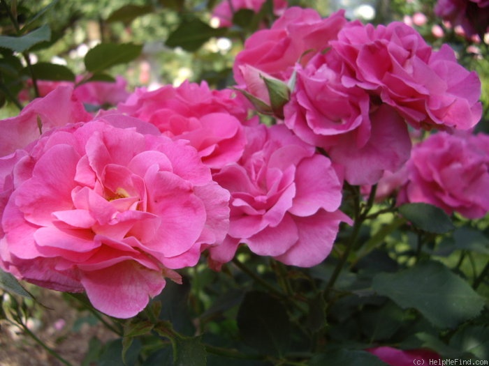 'Pink Sevilliana' rose photo