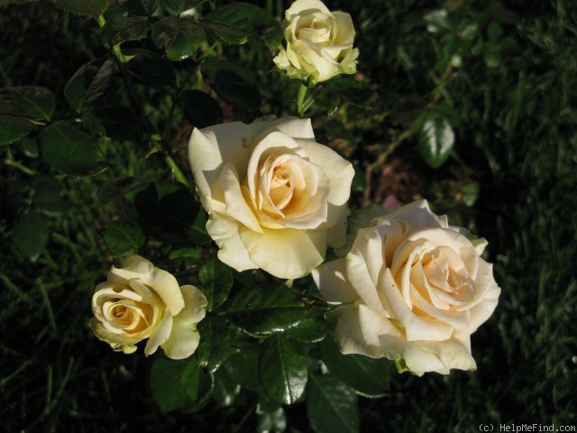 'Marilyn Monroe ™ (Hybrid Tea, Carruth, 2001)' rose photo