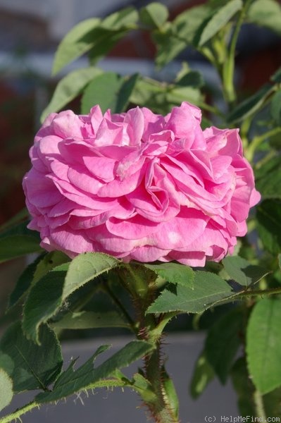 'Madame Landeau' rose photo