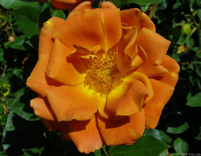 'Pumpkin Patch (Floribunda, Bedard, 2008)' rose photo
