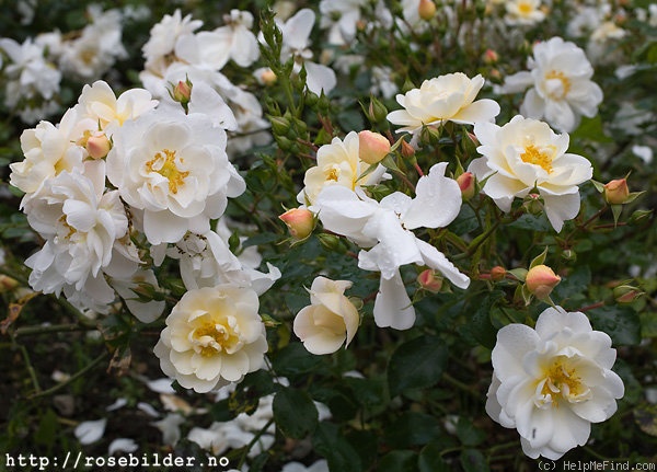 'Heidesommer (floribunda, Kordes 1985)' rose photo