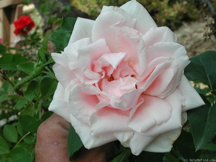 'Symphony (hybrid perpetual, Weigand, 1935)' rose photo