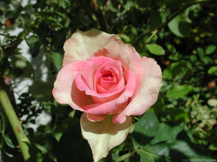 'Table Mountain' rose photo