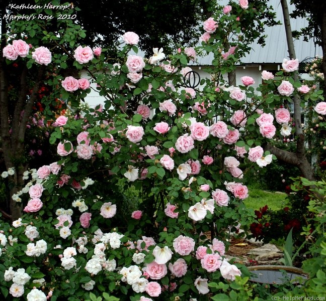 ‘Kathleen Harrop’ Rose Photo