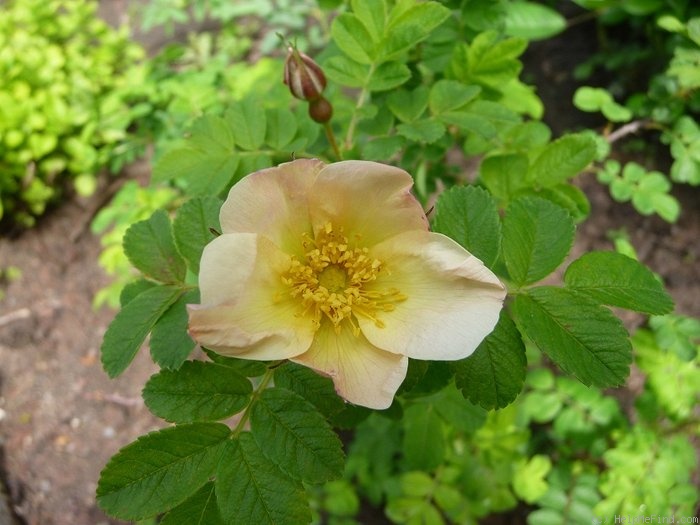 'Schlick-rg' rose, click to enlarge 'Schlick-rg' rose photo
