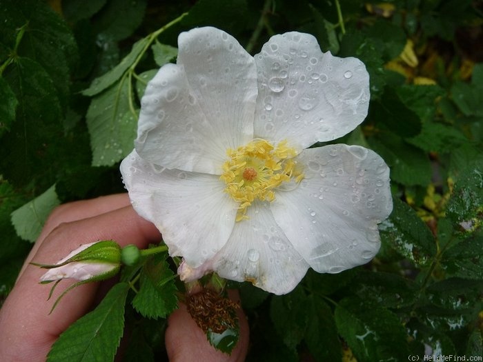 'Schlick-rr' rose, click to enlarge 'Schlick-rr' rose photo