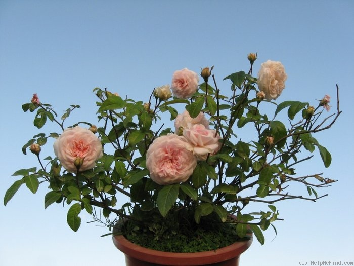 'Clotilde Soupert (polyantha, Soupert & Notting 1888)' rose photo