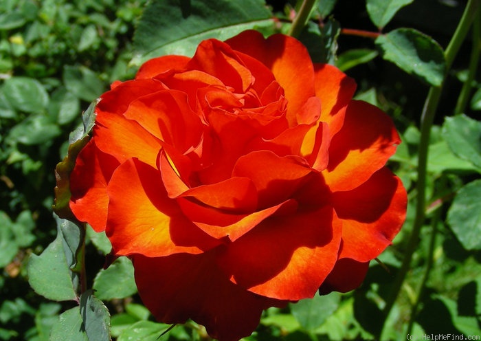 'Sunrise at Heirloom' rose photo