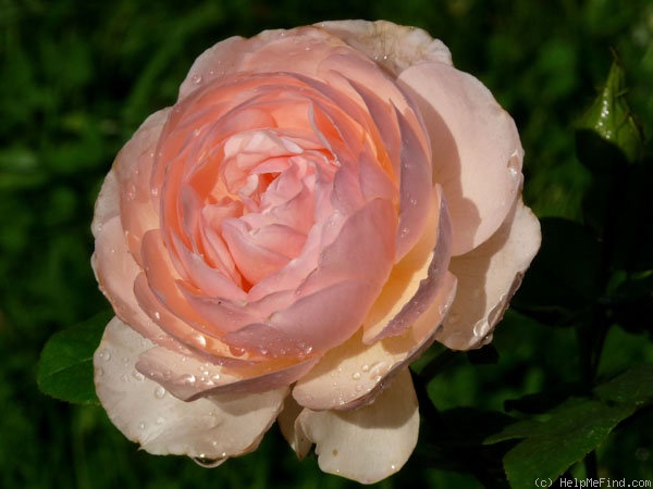 'Heritage ®' rose, click to enlarge 'Heritage ®' rose photo