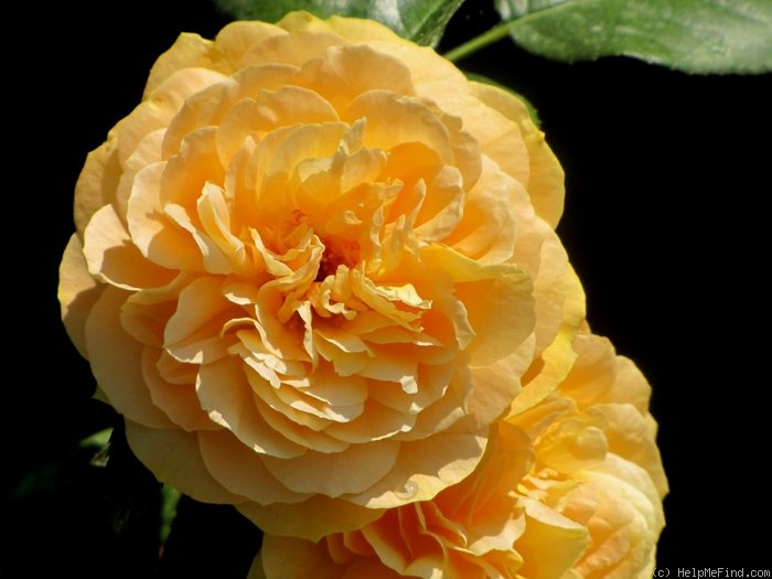 'Bernstein-Rose ® (floribunda, Evers/Tantau, 1987)' rose photo