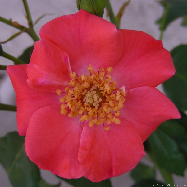 'Poppy (floribunda, Soenderhousen, 1960)' rose photo