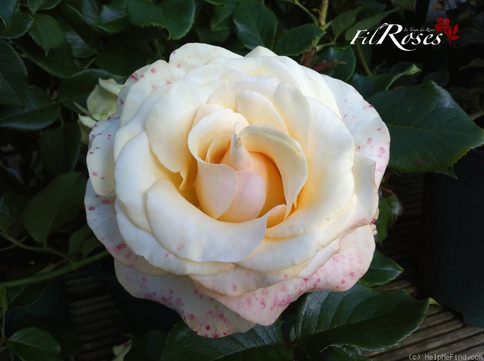 'Sally Kane' rose photo