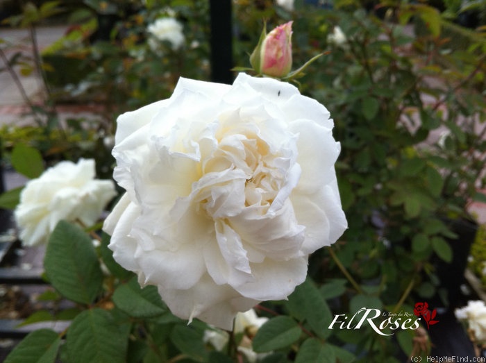 'Susan Williams-Ellis' rose photo