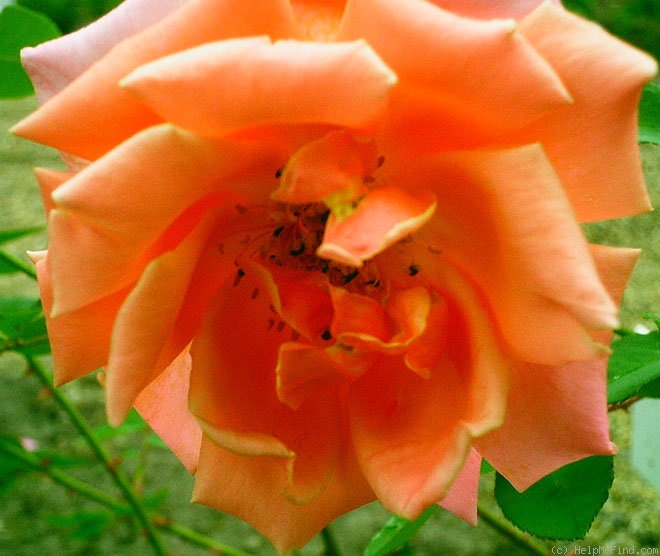 'California (hybrid tea, Howard & Smith, 1916)' rose photo