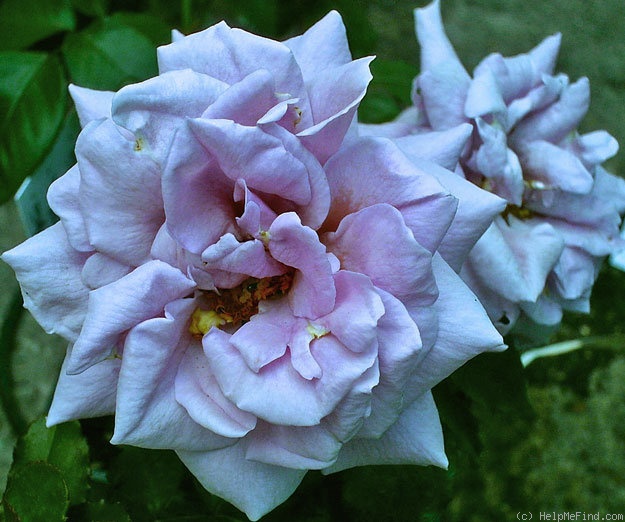 'Danubio Azul' rose photo