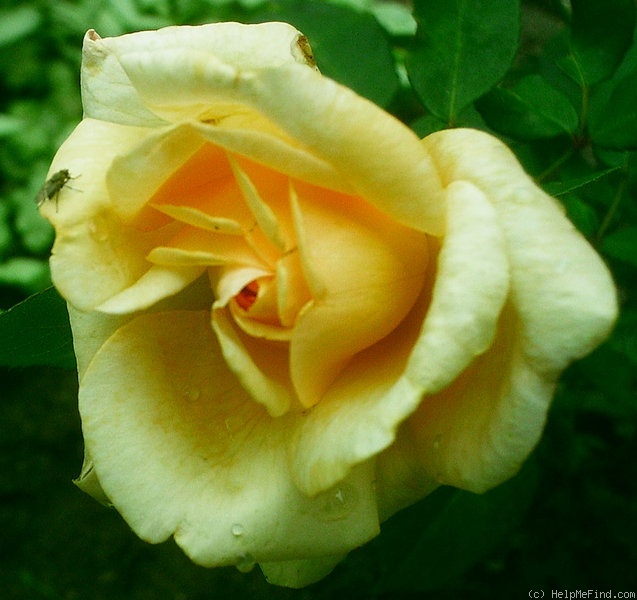 'Emmeline (hybrid tea, Paul, 1921)' rose photo