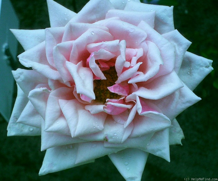 'Lia' rose photo