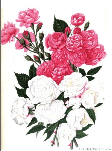 'Mignonette (polyantha, Guillot, 1875)' rose photo