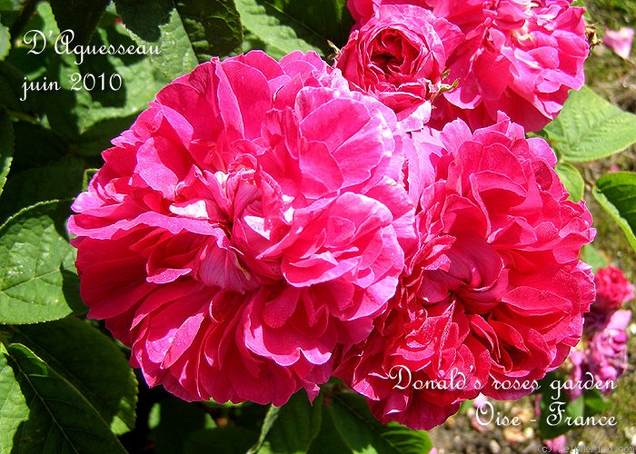 'D'Aguesseau' rose photo