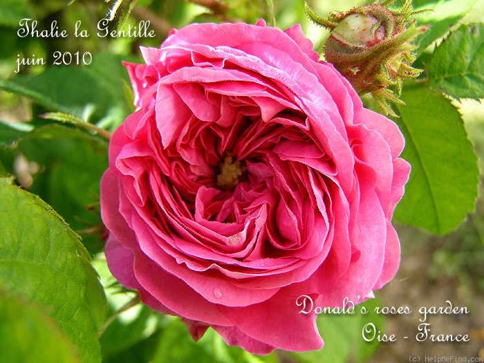 'Thalie La Gentille' rose photo