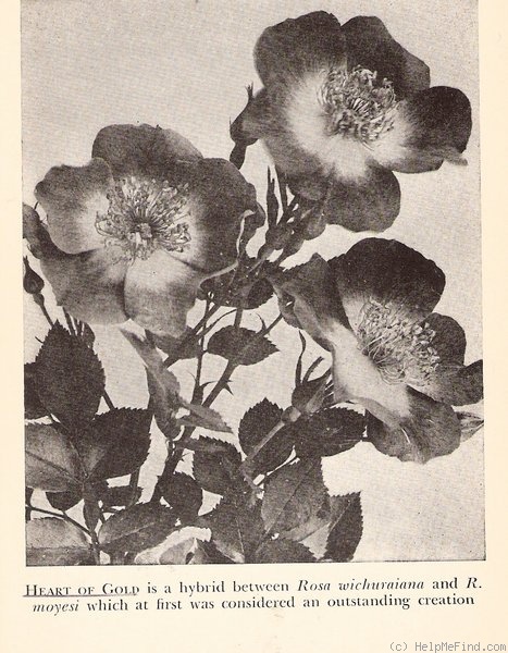 'Heart of Gold (rambler, Van Fleet, 1915)' rose photo