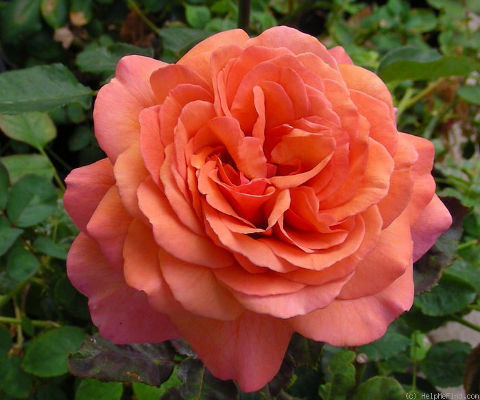 'Scottish Highlands' rose photo