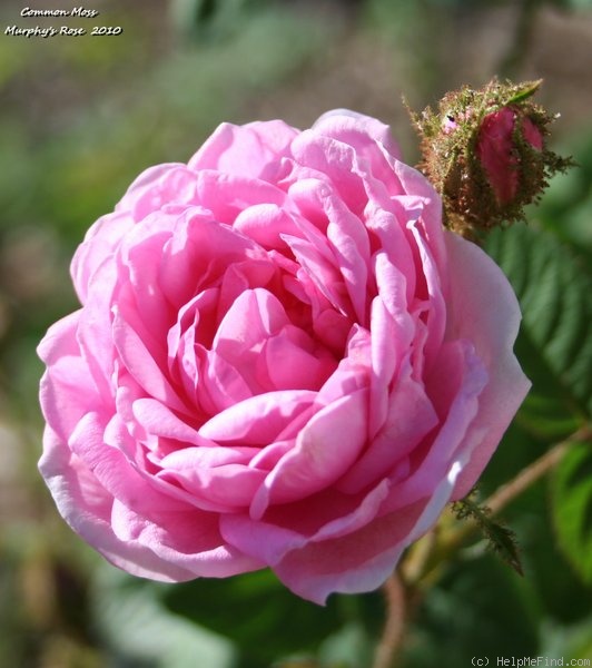 'Common Moss' rose photo