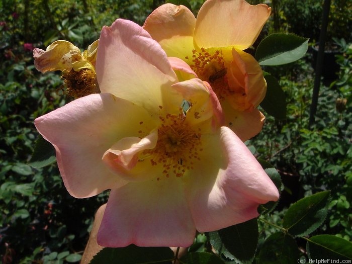 'Gottfried Keller' rose photo