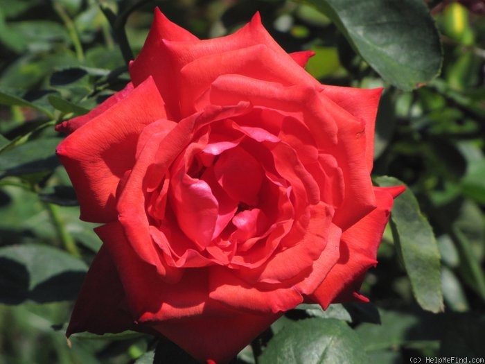 'Dolly's Sister (grandiflora, Williams, 2000)' rose photo