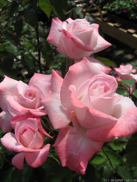 'Lorise Wojciechowski' rose photo