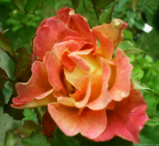 'Talisman, Cl.' rose photo