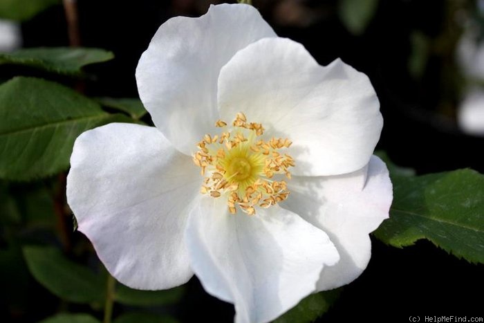 'Paul's Perpetual White' rose photo