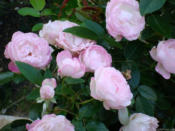 'Pearl Anniversary' rose photo