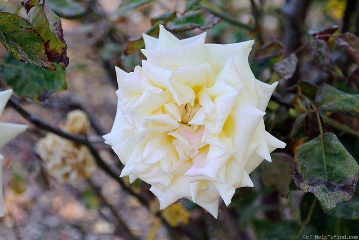 'Amazone (tea, Ducher, 1872)' rose photo