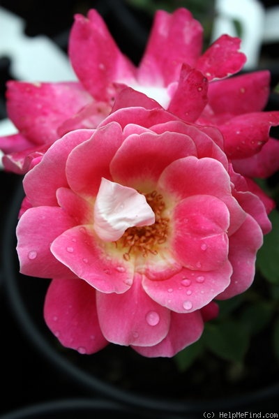 'Romanina (floribunda, Zandri, 1974)' rose photo