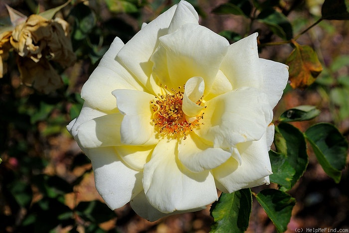 'Lily Pons' rose, click to enlarge 'Lily Pons' rose photo