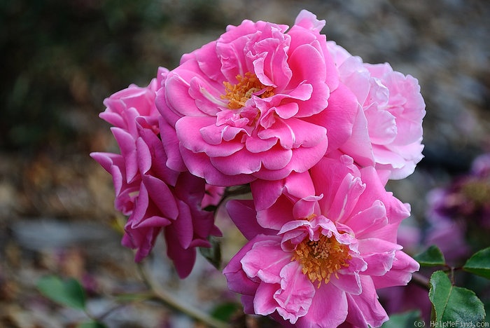 'Marjory Palmer' rose photo