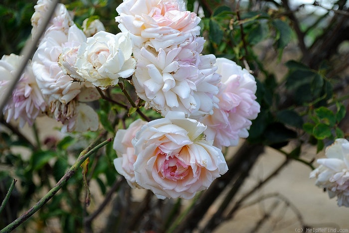 'W. Freeland Kendrick' rose photo