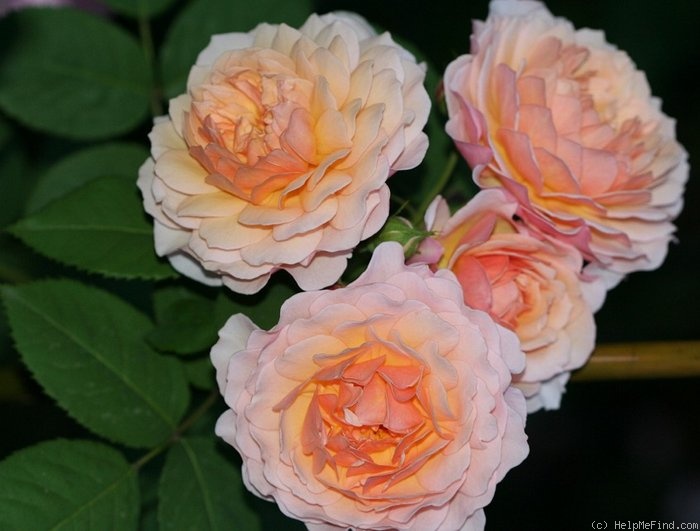 'Grace ® ™ (English Rose, Austin 2001)' rose photo