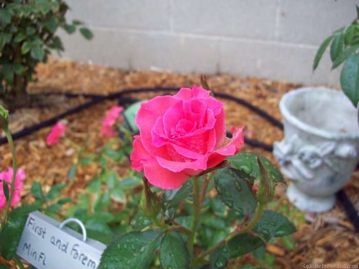 'First and Foremost' rose photo