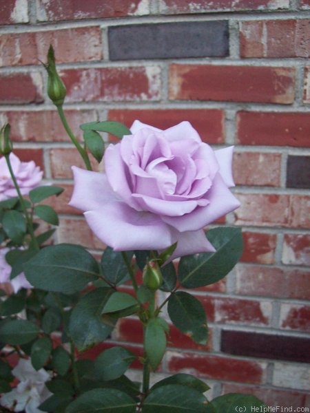 'Blue Girl (hybrid tea, Kordes, 1964)' rose photo