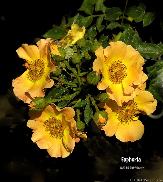'Euphoria (hybrid hulthemia, Ilsink, 1997)' rose photo