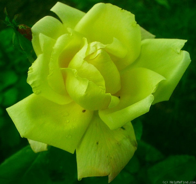 'Frau E. Weigand' rose photo