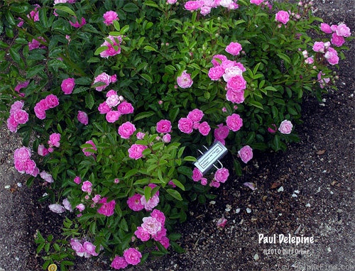 'Paul Délépine' rose photo
